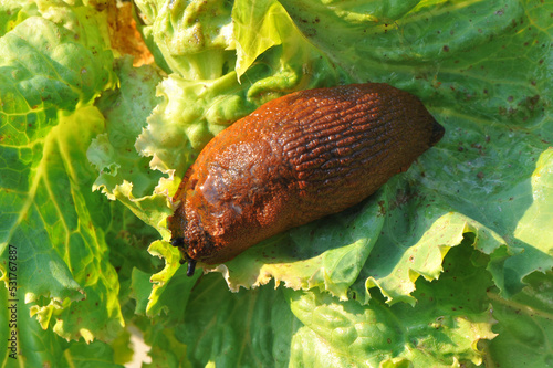 Spanish slug (Arion vulgaris) is dangerous pest agriculture.Slug eating a lettuce leaf. ** Note: Shallow depth of field.