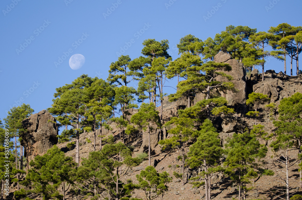 Fototapeta premium Forest of Canary Island pine Pinus canariensis in the Ojeda Mountain. Integral Natural Reserve of Inagua. Gran Canaria. Canary Islands. Spain.