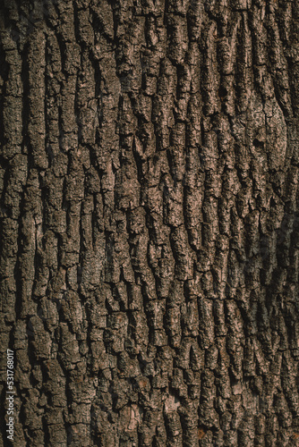 Tree bark texture