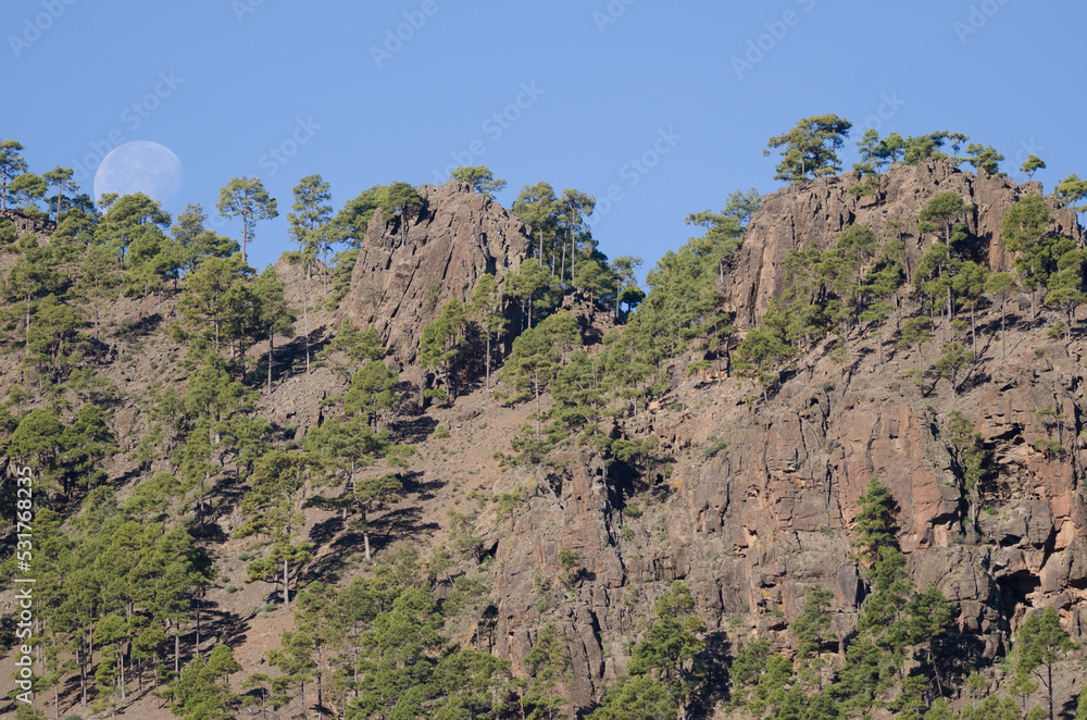 Forest of Canary Island pine Pinus canariensis in Los Hornos Mountain and moon. Natural Reserve of Inagua. Gran Canaria. Canary Islands. Spain.