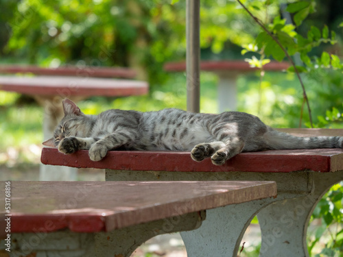 a street cat taking a pennie on a table outdoors in summertime photo