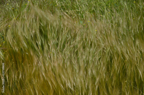 Oats Avena sp. and shortpod mustard Hirschfeldia incana moving by the wind. La Aldea de San Nicolas. Gran Canaria. Canary Islands. Spain. photo