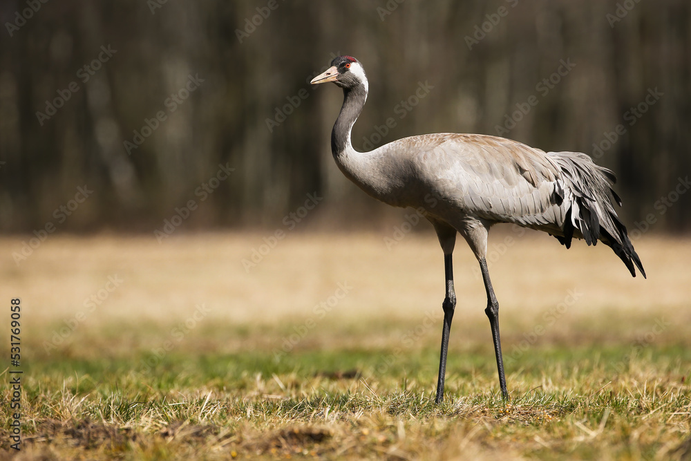Common crane, grus grus, walking on dry grassland in autumn from side. Long- legged bird moving on meadow in fall. Grey feathered animal standing on field.