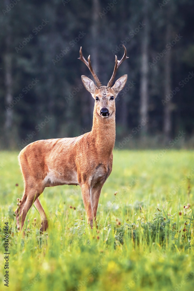 noble beautiful young deer with horns walks in the early morning in clearing on the background of forest noble beautiful young deer with horns walks in the early morning in clearing on the background of forest