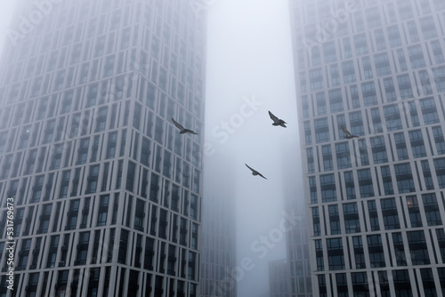 A flying birds between high modern buildings on a foggy autumn morning. Urban design background.