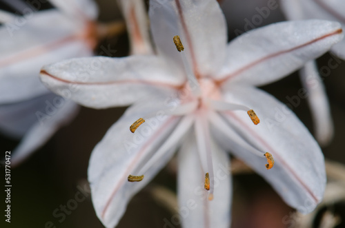 Anthers of a flower of summer asphodel Asphodelus aestivus. Integral Natural Reserve of Inagua. Gran Canaria. Canary Islands. Spain. photo