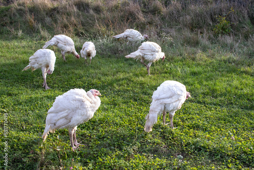 Rural countryside landscape whith broad breasted white domestic turkey graze on green grass in the meadow, on green grass. Organic animals farm. Panoramic view.  photo