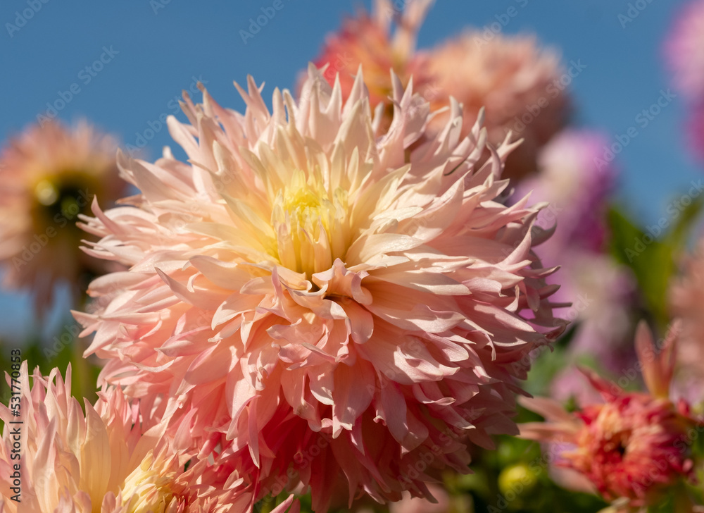 Stunning dark pink dahlia flowers by the name Hapet Champagne, photographed with a macro lens on a sunny day in early autumn at Wisley, near Woking in Surrey UK Stunning dark pink dahlia flowers by the name Hapet Champagne, photographed with a macro lens on a sunny day in early autumn at Wisley, near Woking in Surrey UK