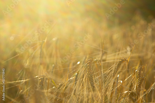 Spikelets of wheat growing on the field, solar illumination, background for the bakery,