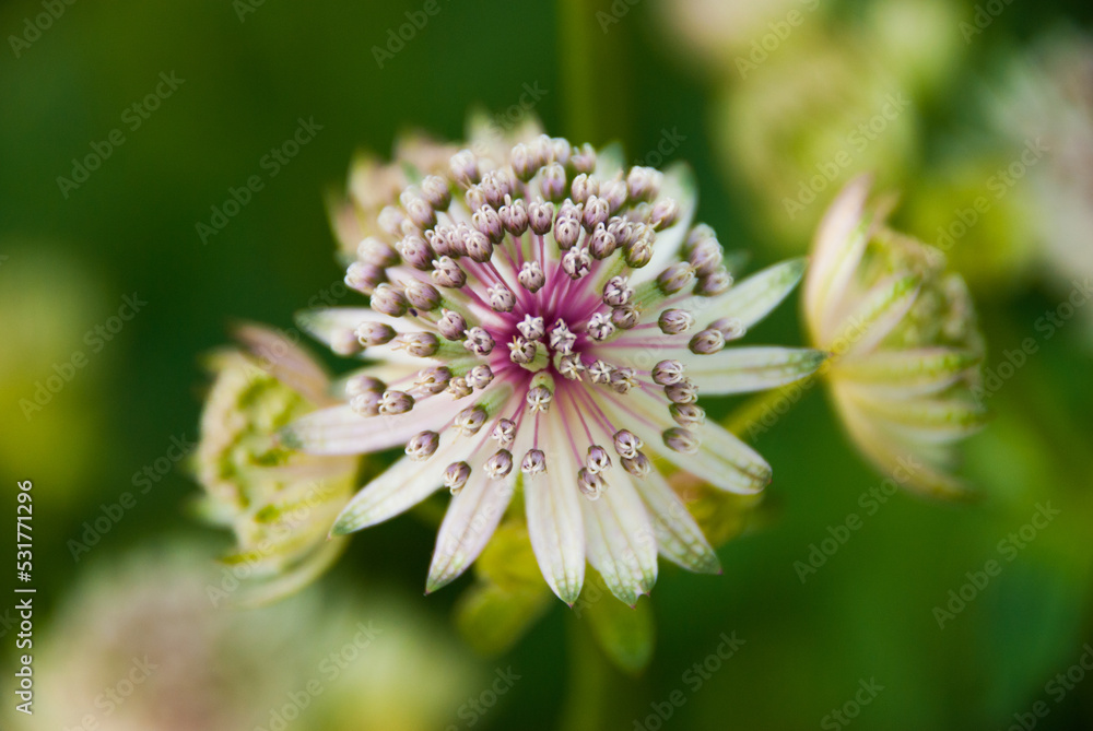 close up of a flower, wildflower, macro photography close up of a flower, wildflower, macro photography
