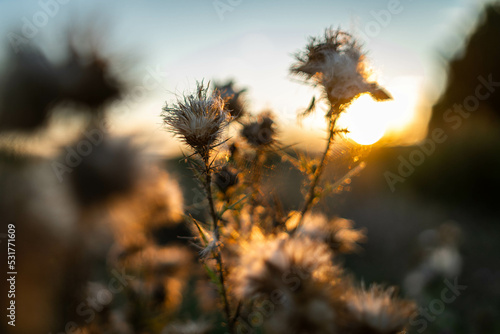 Coucher de soleil sur des fleurs s  ch  es en   t  