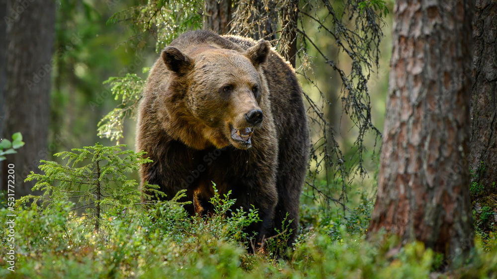 European brown bear (Ursus arctos)in forest in summer.