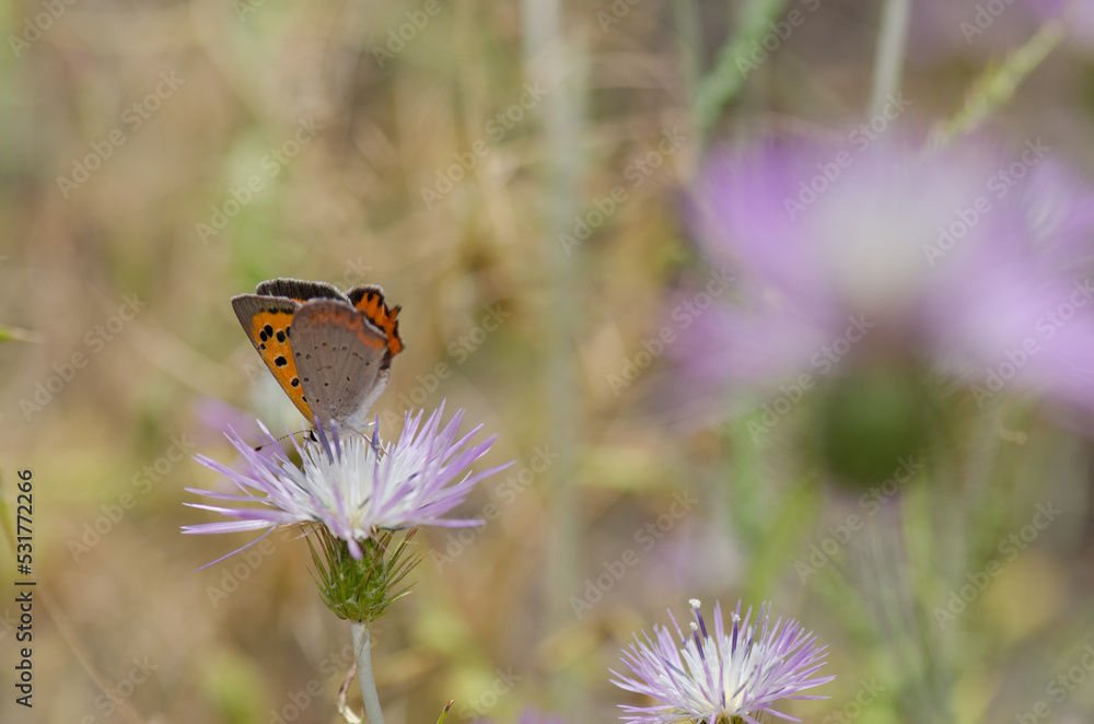 Small copper Lycaena phlaeas feeding on a flower of purple milk thistle Galactites tomentosa. Reserve of Inagua. Gran Canaria. Canary Islands. Spain. Small copper Lycaena phlaeas feeding on a flower of purple milk thistle Galactites tomentosa. Reserve of Inagua. Gran Canaria. Canary Islands. Spain.