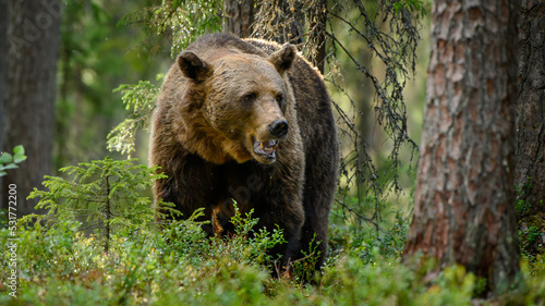 European brown bear (Ursus arctos)in forest in summer.