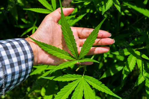 Farmer's picking marijuana or cannabis leaf in farm.. photo