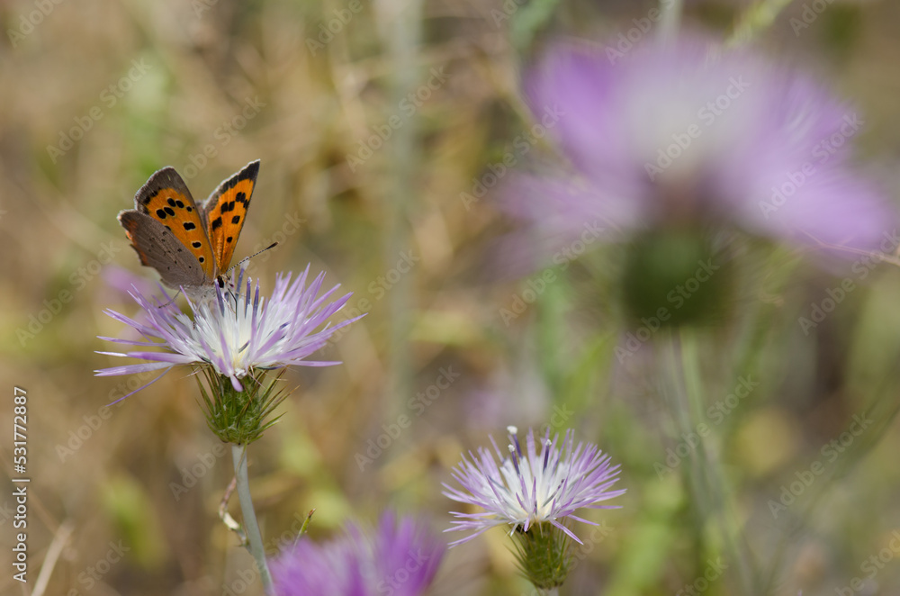 Small copper Lycaena phlaeas feeding on a flower of purple milk thistle Galactites tomentosa. Reserve of Inagua. Gran Canaria. Canary Islands. Spain. Small copper Lycaena phlaeas feeding on a flower of purple milk thistle Galactites tomentosa. Reserve of Inagua. Gran Canaria. Canary Islands. Spain.