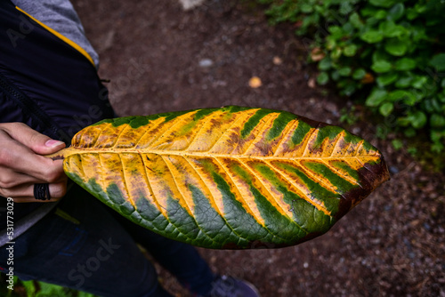 Mann hält das gelbgrünes Blatt eines Kakaobaum (Theobroma cacao) im botanischen Garten Inverewe Garden, bei Poolewe, Achnasheen, Highland, Schottland photo
