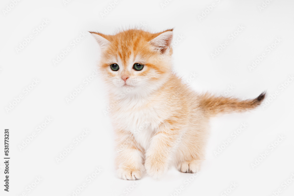 Obraz premium Cute Scottish straight golden shaded chinchilla (ny 11) kitten standing straight up. Funny kitten on white background. A breed of domestic cat .
