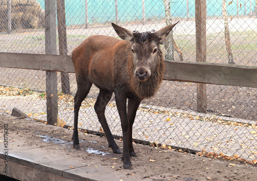 Young deer in the zoo