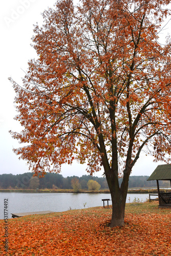 Autumn landscape with lake 