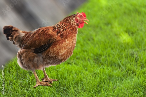 Young rooster walking on the green grass at the farm