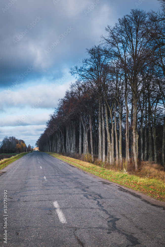 Fototapeta premium Old asphalt road along beautiful gloomy trees.
