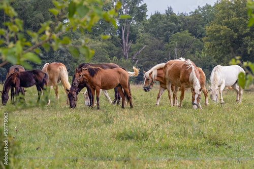 Mixed herd of Amish horses on pasture. 