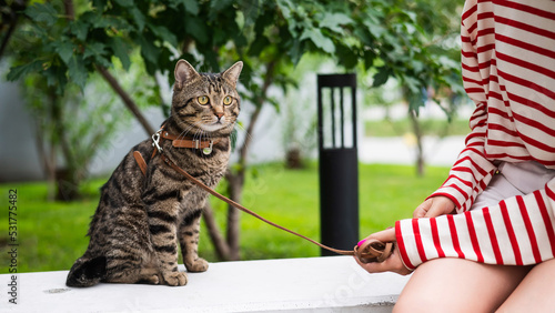 Konstfotografi Young woman and tabby cat sitting on a bench outdoors.