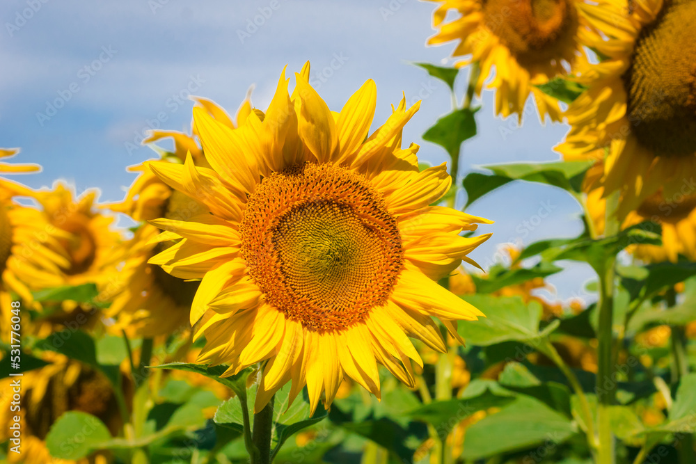 Sunflower field over cloudy blue sky and bright sun lights. Beautiful field of blooming sunflowers against sunset. Concept of Fibonacci sequence in nature