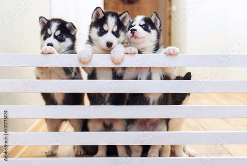 Cute husky puppy dogs playing together at home