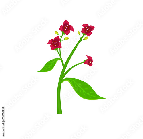Sandalwood flower isolated on white background. Vector illustration of a fragrant plant in cartoon flat style. Santalum album icon