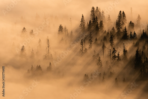 Foto Landscape with tree sticking out of a mist in autumn nature illuminated by morning sun