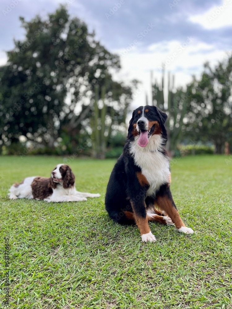 Bernese mountain dog and springer friend