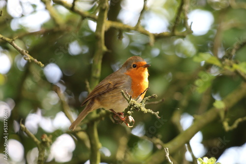 A Robin Redbreast sitting on a small branch of a tree. This photo has been taken in a forest in Preston, Lancashire. These birds are often associated with Christmas.