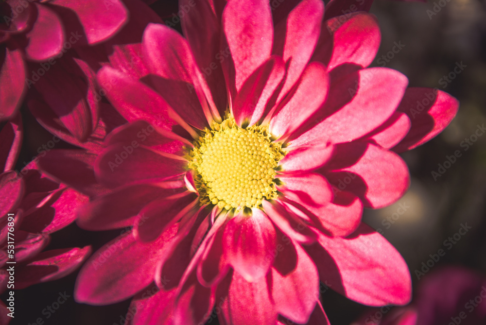close up of pink flower close up of pink flower