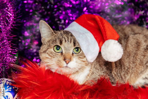 Santa Claus in the form of a gray tortoiseshell striped domestic cat. An animal in a red fancy hat and fur on a purple garland background. Close up.