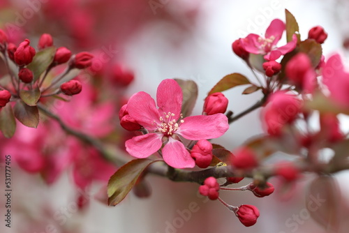 pink cherry blossom