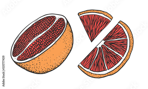 Set of grapefruit. Slice, half, piece grapefruit illustration isolated on white background
