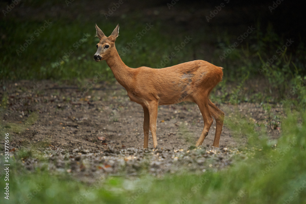 Roe deer in the forest during rain Roe deer in the forest during rain