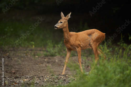 Roe deer in the forest during rain