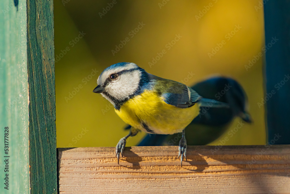 Naklejka premium The tits, chickadees, and titmice constitute the Paridae, a large family of small passerine birds which occur mainly in the Northern Hemisphere and Africa.