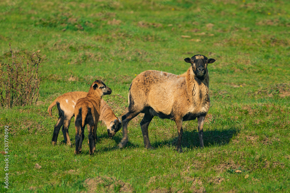 Sheep (Ovis aries) are domesticated, ruminant mammals typically kept as livestock. 