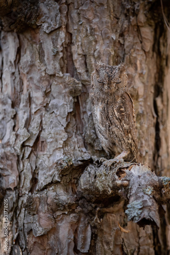 Eurasian scops owl, otus scops, chick sitting on a branch of tree in forest blending with background thanks to camouflage pattern in feathers. Vertical composition of an bird of prey mimicry.
