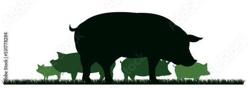 Pigs graze in pasture. Picture silhouette. Farm pets. Animals for meat and fat. Isolated on white background. Vector