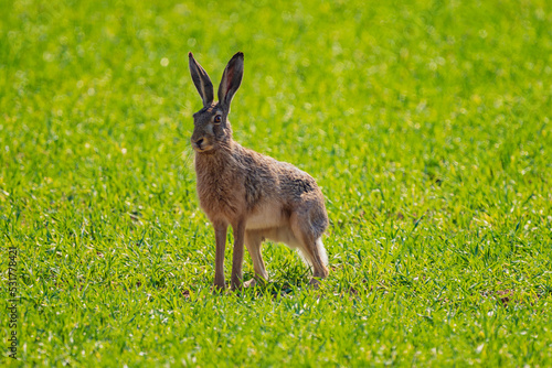 Fototapeta Naklejka Na Ścianę i Meble -  The European hare (Lepus europaeus), also known as the brown hare, is a species of hare native to Europe and parts of Asia. 
