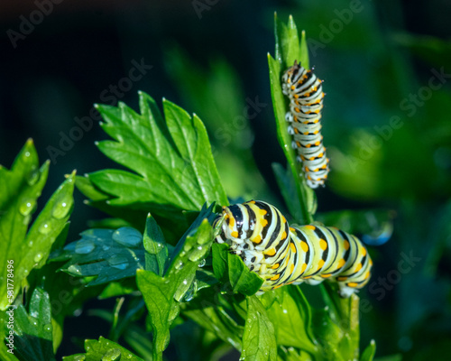 A pair of black swallowtail caterpillars feeding on the leaves of a parsley plant in a backyard vegetable garden
