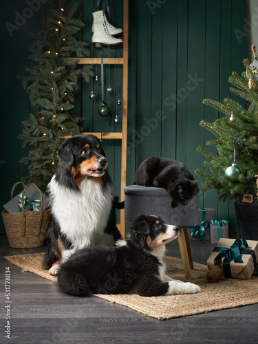 Canvas Print Family of two dogs by Christmas tree
