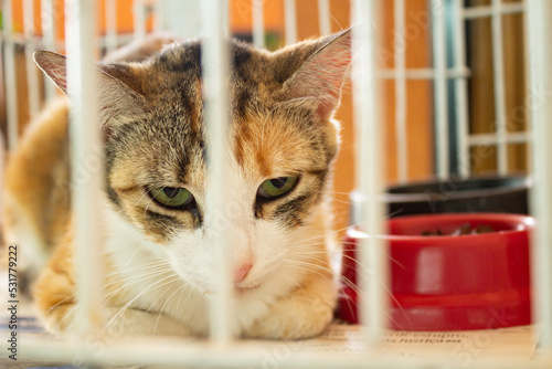 Um gato tricolor, triste, preso em gaiola em evento de adoção de animais em Goiânia. photo