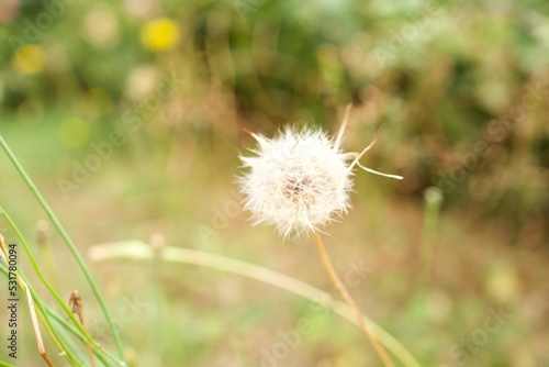 dandelion seed head