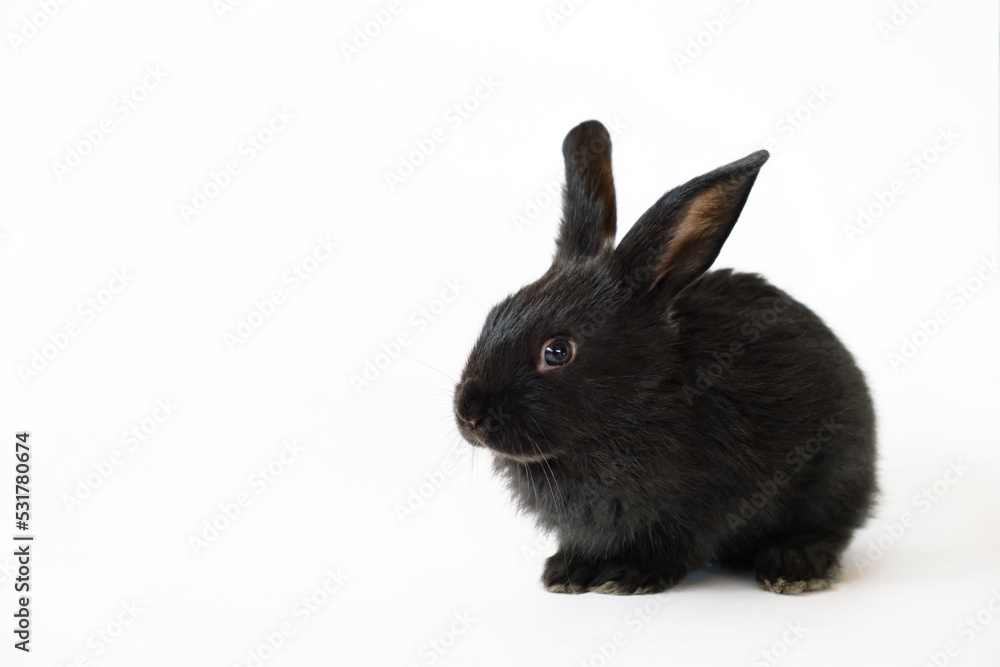 One little black rabbit isolated on a white background. Hare is a symbol of 2023 year by a Chinese calendar. Cute fun pet. Holiday gift for Christmas, New Year or Easter. Copy space. Banner One little black rabbit isolated on a white background. Hare is a symbol of 2023 year by a Chinese calendar. Cute fun pet. Holiday gift for Christmas, New Year or Easter. Copy space. Banner